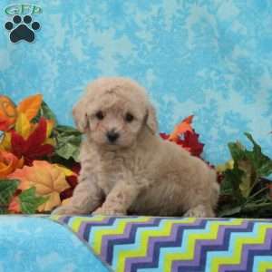 Pistachio, Bich-Poo Puppy